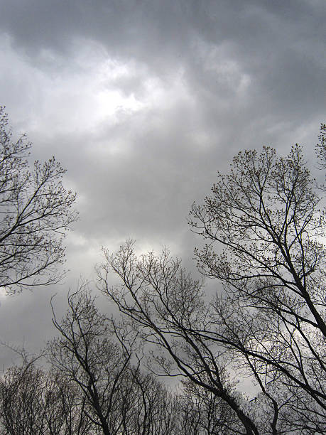 istock Long Island Oaks, Late Autumn 485010522