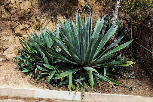 Huge agave plants. Thickets of agave plant. Big aloe