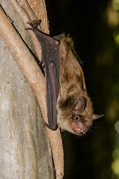 Big Brown Bat A Big Brown Bat hanging from a tree. echolocation photos stock pictures, royalty-free photos & images