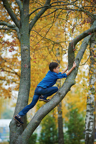 istock boy climbs up the tree in park 485011154