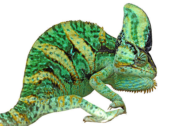 istock chameleon or calyptratus  isolated on white 485011462