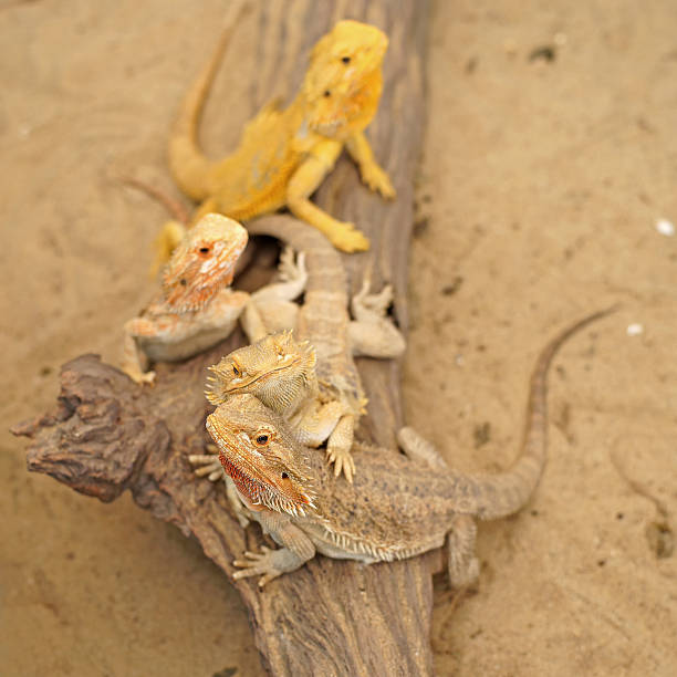 istock bearded dragon or pogona vitticeps 485012016