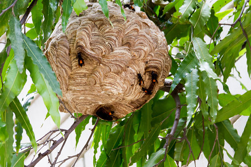 hornet nest of carnivore or Vespa affinis