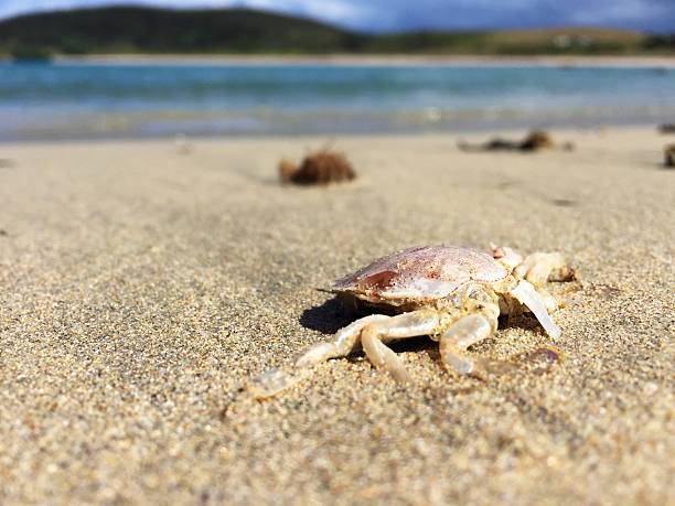istock Dead crab on sandy beach with blue water in background 485012270