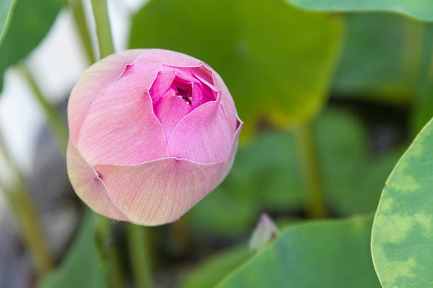 istock The pinkLotus bud 485013668