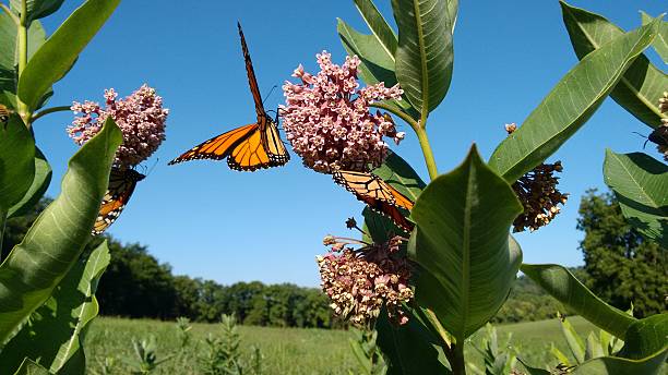 summer scenics milkweed and monarch butterflies of summertime milkweed stock pictures, royalty-free photos & images