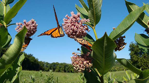 summer scenics milkweed and monarch butterflies of summertime monarch butterfly stock pictures, royalty-free photos & images