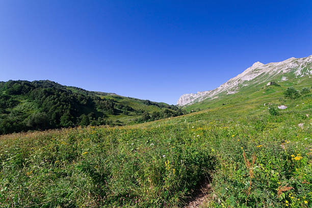istock Beautiful fields of flowers 485016520