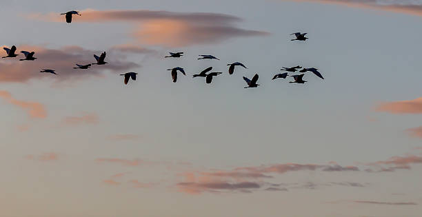 istock sunset tropical birds silhouettes flying 485016664