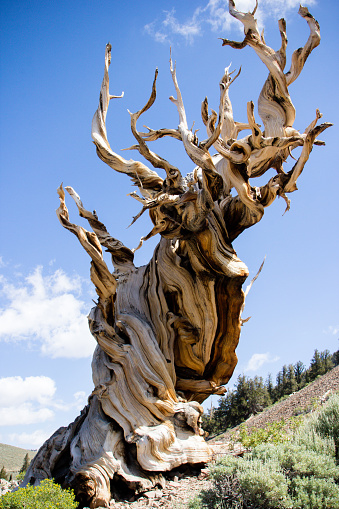 Beautiful landscape with ancient bristlecone pine tree on top of White Mountain California