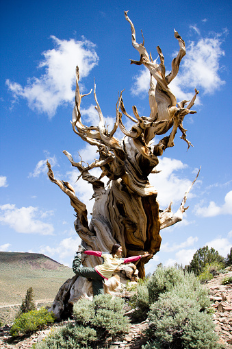 Asian woman smiling and enjoying herself being outdoors on top of Bristlecone Pine White Mountain California