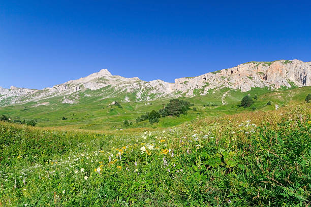 istock Beautiful fields of flowers 485017646