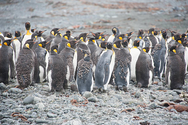 Moulting King Penguins stock photo