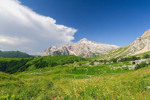 istock Beautiful fields of flowers 485017798