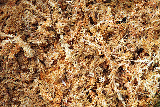 Dried sphagnum moss texture and background (close up) stock photo