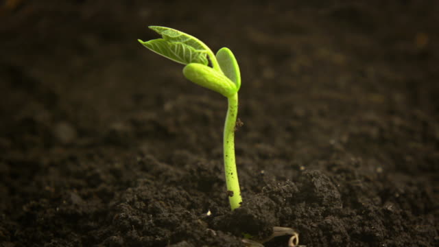 Time-Lapse of germinating bean