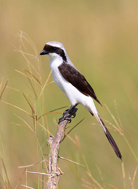 istock Grey Backed Fiscal (Lanius excubitoroides) perched on dry branch 485018679