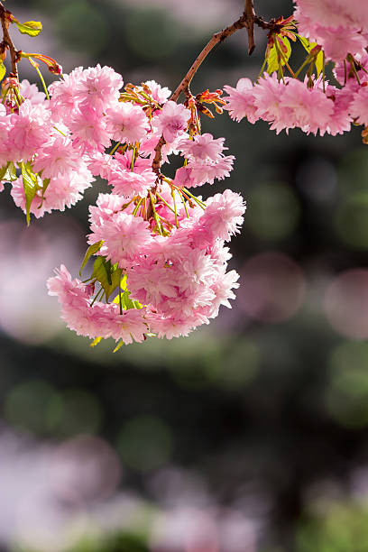 istock pink blossomed sakura flowers 485018999