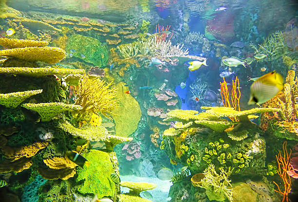 istock Colorful aquarium background 485019198