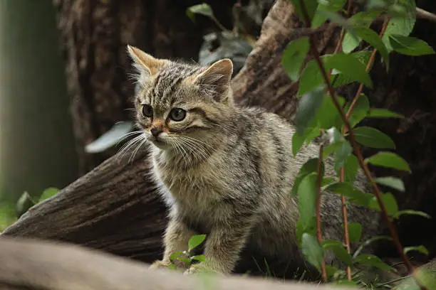 European wildcat (Felis silvestris silvestris) kitten. Wild life animal.