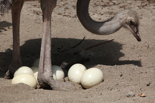 Ostrich (Struthio camelus) inspects its eggs in the nest. Wild life animal.