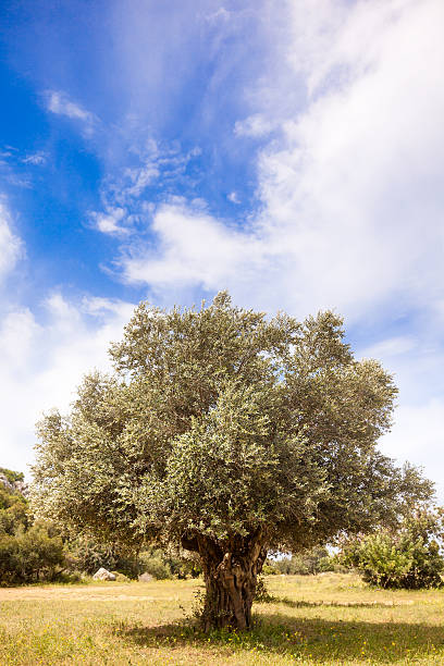 オリーブの木 - olive tree tree root old ストックフォトと画像