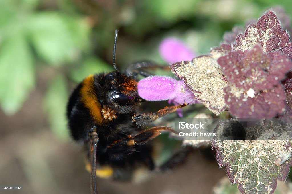 Bumblebee com Mite - Foto de stock de Mangangá royalty-free