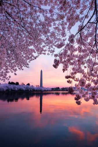 George Washington Monument is  framed by blossoms of Japanese cherry trees that line the tidal basin in Washington DC at sunrise. 
