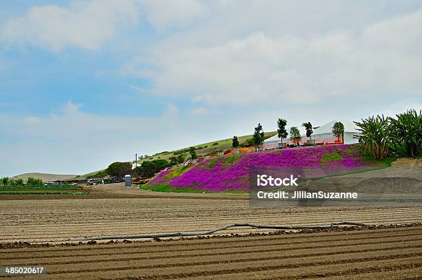 Plowed Field Stock Photo - Download Image Now - Agriculture, Banana, Banana Tree