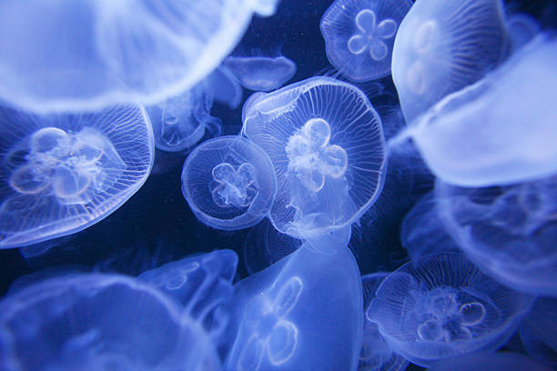 chełbia modra - jellyfish moon jellyfish underwater wildlife zdjęcia i obrazy z banku zdjęć