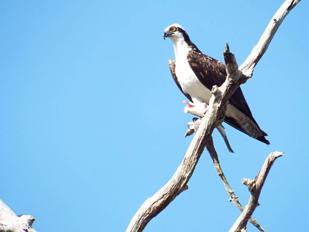 istock Bird of Prey having breakfast 485021857