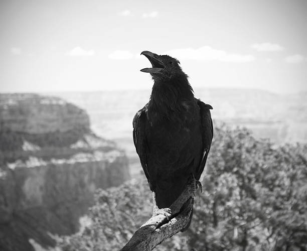 Black and white image of a raven perched on a dead branch over the Grand Canyon.His head is tilted back and his beak is open as he calls out over the canyon.