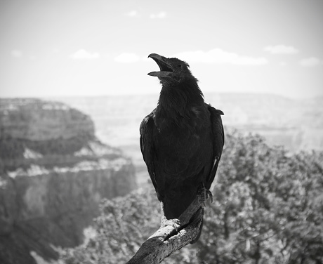 Black and white image of a raven perched on a dead branch over the Grand Canyon.His head is tilted back and his beak is open as he calls out over the canyon.