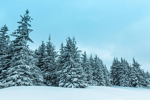 istock Beautiful winter landscape with snow covered trees 485022448