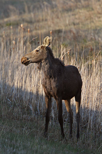 istock Young female moose on Hecla Island in Manitoba 485022503