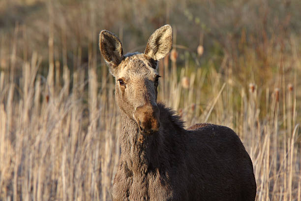 istock Young female moose on Hecla Island in Manitoba 485022513