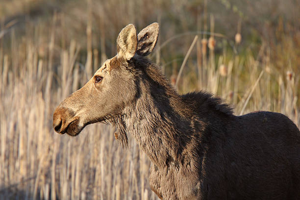 istock Young female moose on Hecla Island in Manitoba 485022515
