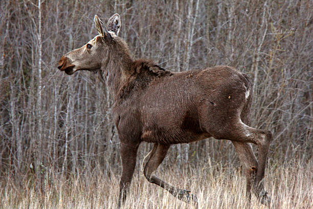 Young female moose on Hecla Island in Manitoba