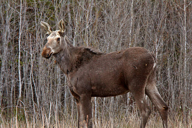 istock Young female moose on Hecla Island in Manitoba 485022535