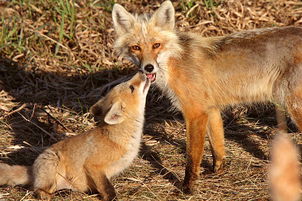 istock Red Fox vixen with pup on Hecla Island in Manitoba 485022613