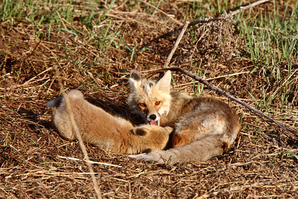 istock Red Fox vixen with pup on Hecla Island in Manitoba 485022619