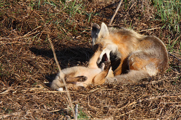 istock Red Fox vixen with pup on Hecla Island in Manitoba 485022623