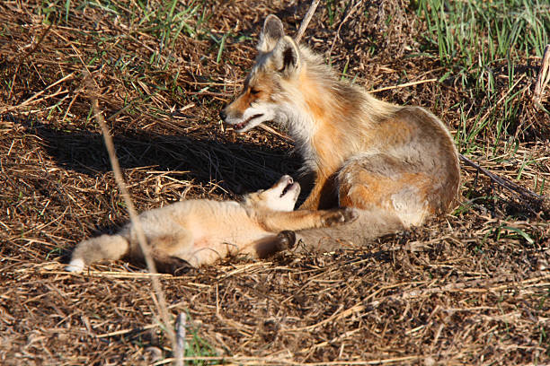 istock Red Fox vixen with pup on Hecla Island in Manitoba 485022633