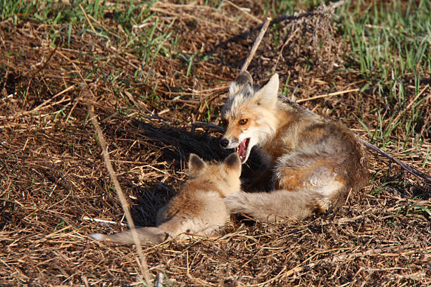 istock Red Fox vixen with pup on Hecla Island in Manitoba 485022635