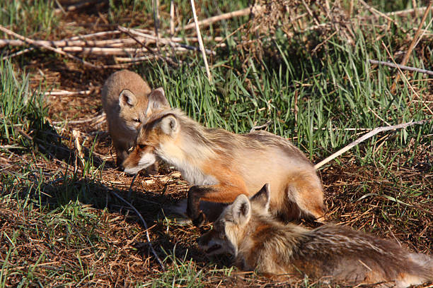 istock Red Fox adults with pup on Hecla Island in Manitoba 485022653