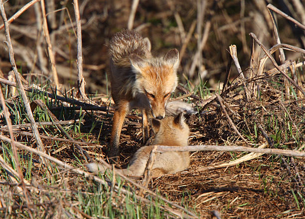 istock Red Fox vixen with pup on Hecla Island in Manitoba 485022655