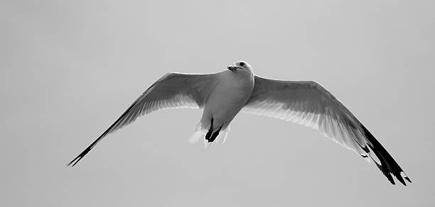 istock Seagull in the air 485022670