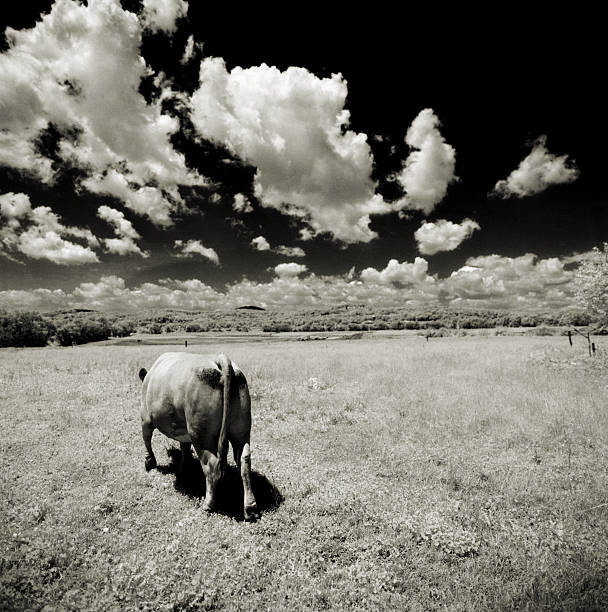 istock Black and White Cow walking away 485022691