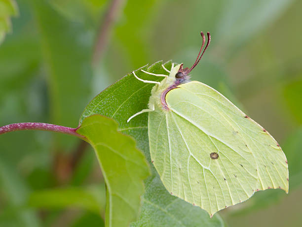istock Brimstone Butterfly (Gonepteryx rhamni) Male 485022744