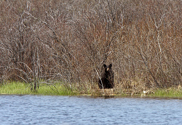 クロクマラウンジ北マニトバ州レイク - manitoba north lake canada ストックフォトと画像